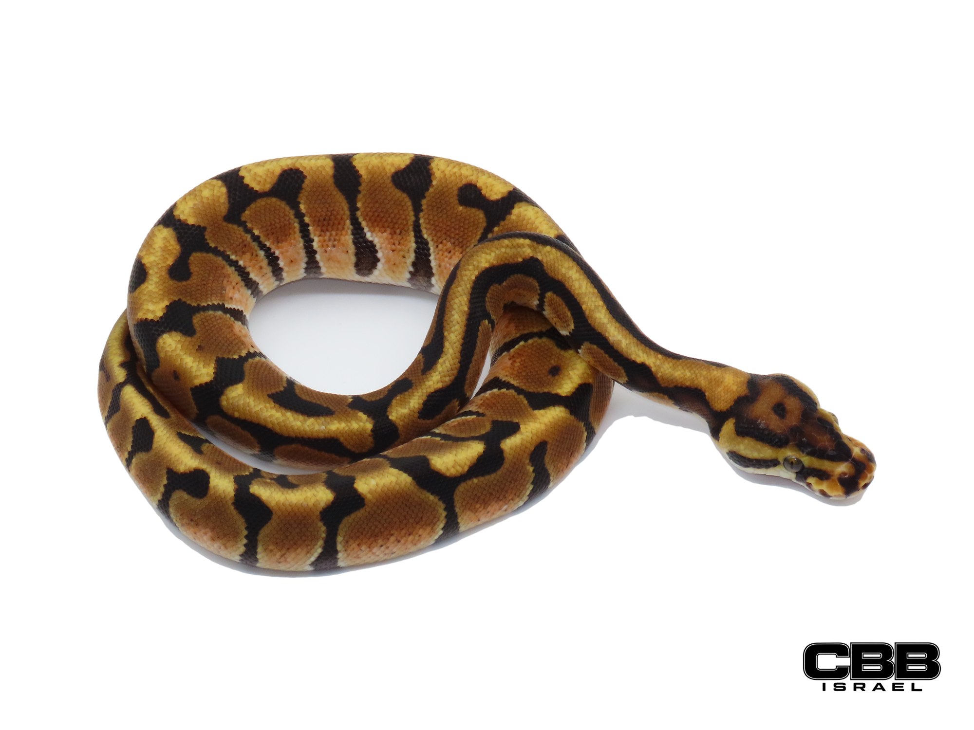 Enchi Spotnose het Clown 0.1