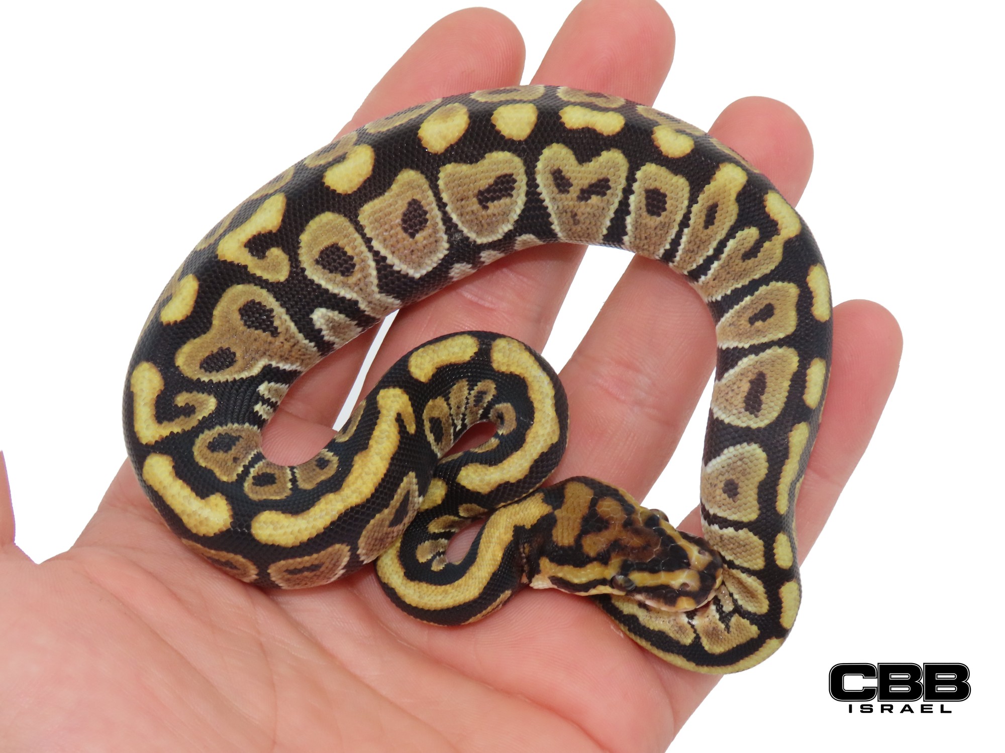 Spotnose Hypo het Clown het Desert Ghost 1.0 - SITC26010-02-M