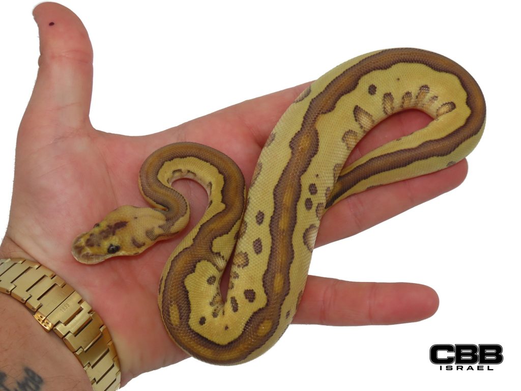 Leopard Lesser Clown poss. het Red Axanthic 66% het Desert Ghost 66% het Hypo 1.0 - SITC26017-01-M