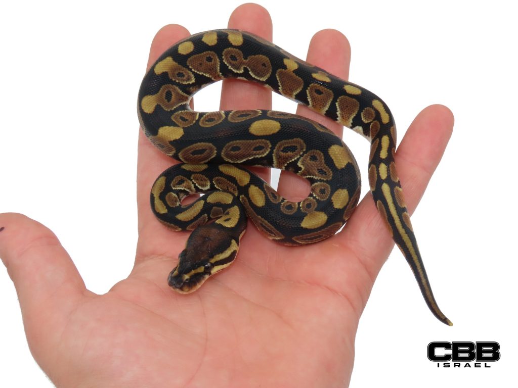 het Clown 66% het Desert Ghost 66% het Hypo 0.1 - SITC26017-04-F