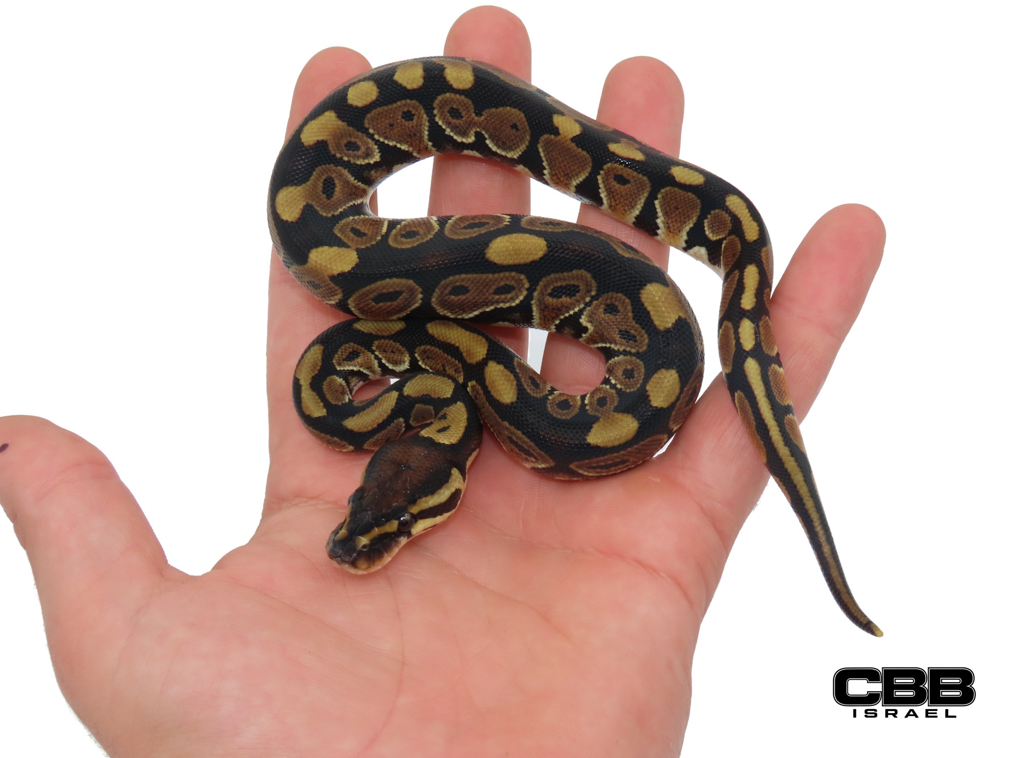 het Clown 66% het Desert Ghost 66% het Hypo 0.1 - SITC26017-04-F