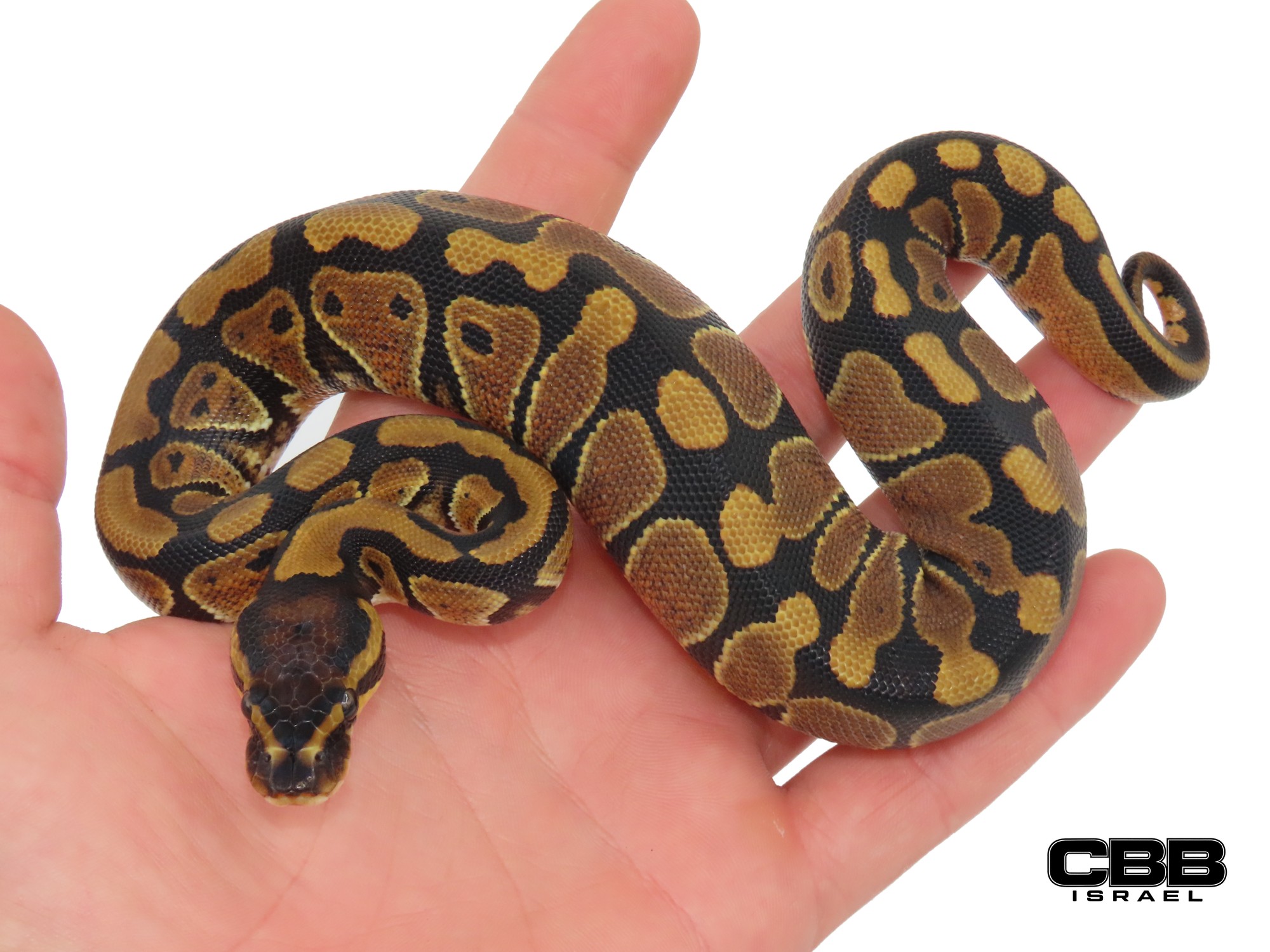het Clown 66% het Desert Ghost 66% het Hypo 0.1 - SITC26017-05-F