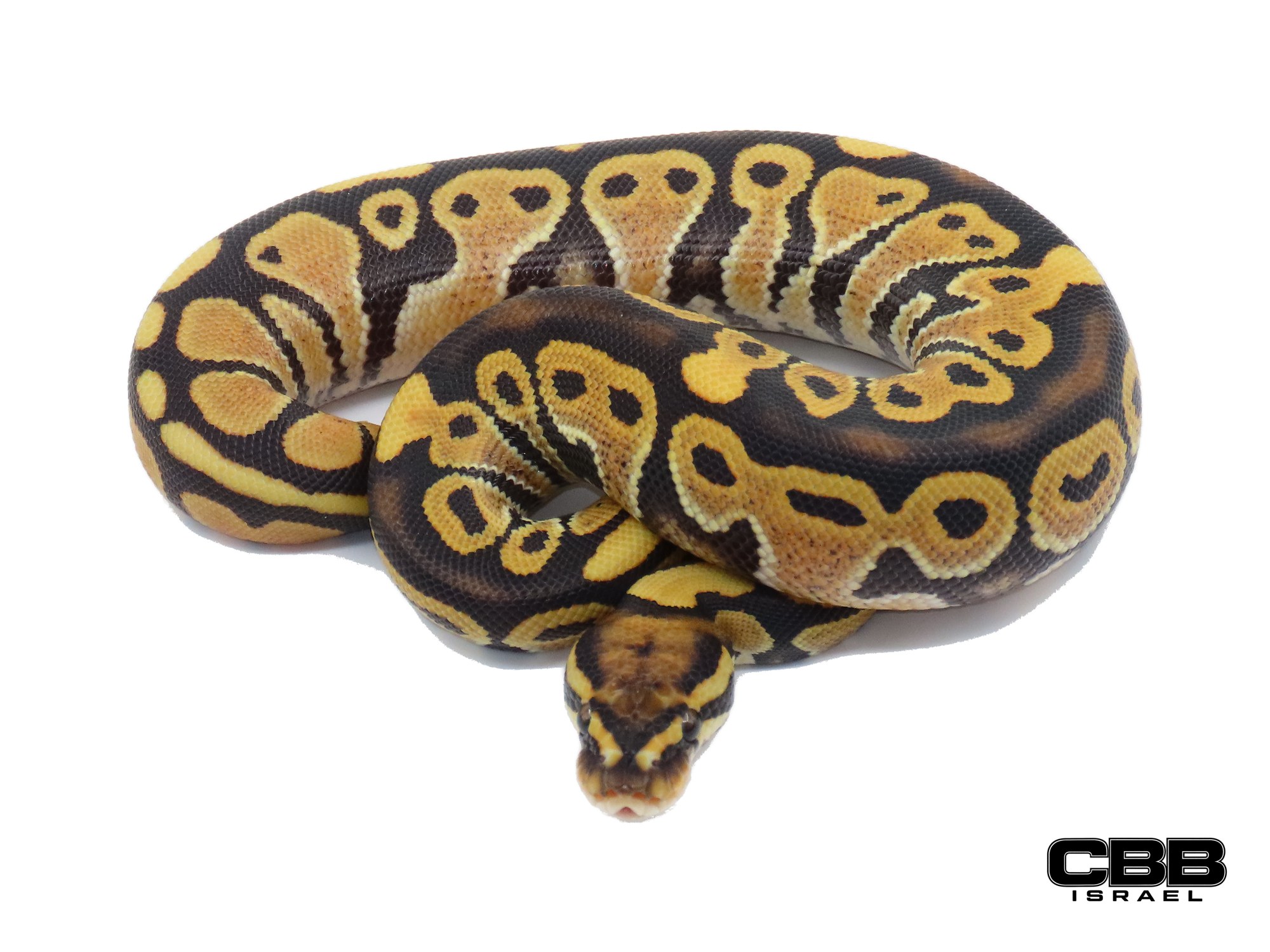 het Red Axanthic Desert Ghost 66% het Clown 66% het Hypo 1.0