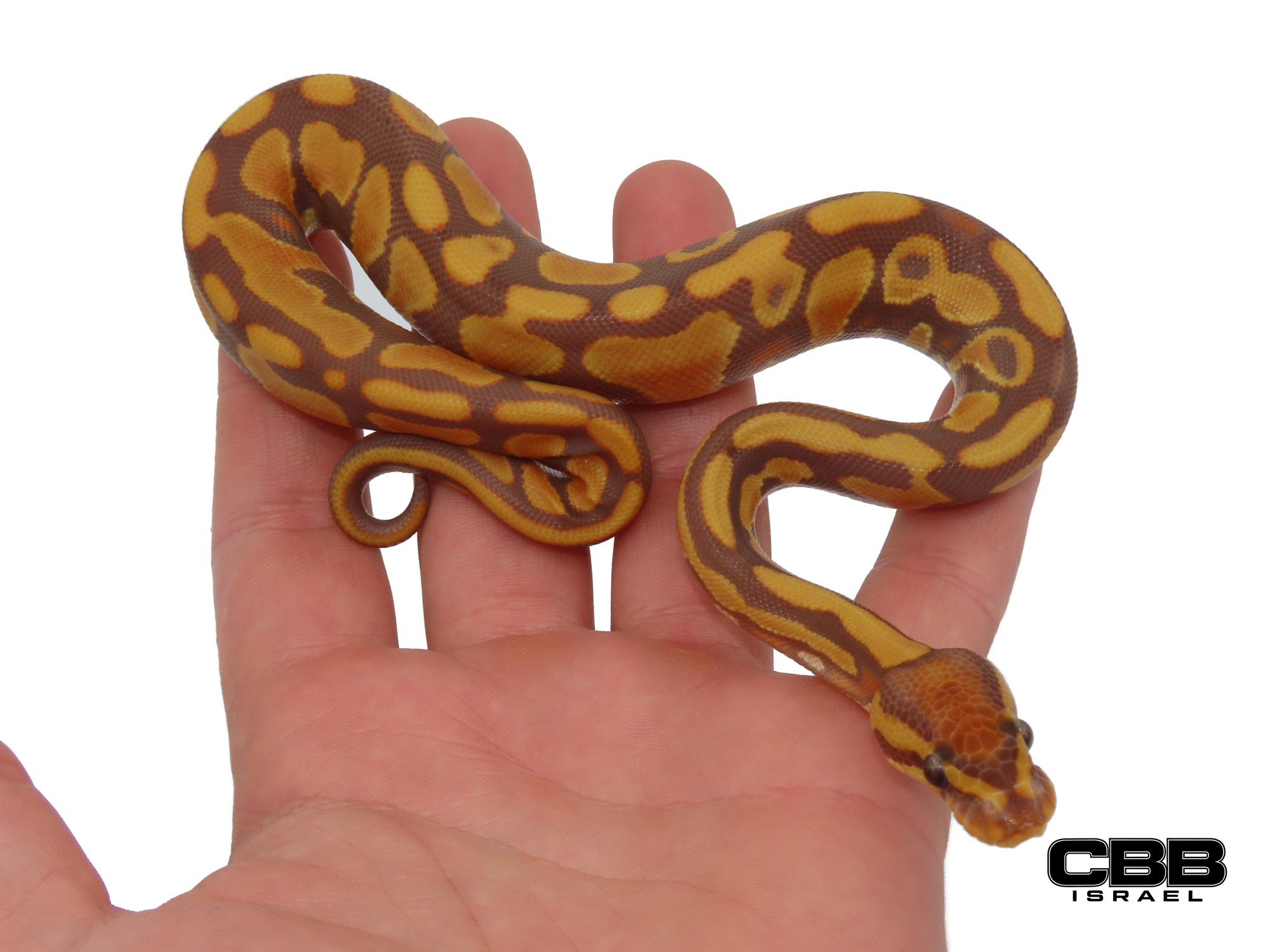 Ultramel 66% het Genetic Stripe 1.0 - SITC26018-06-M