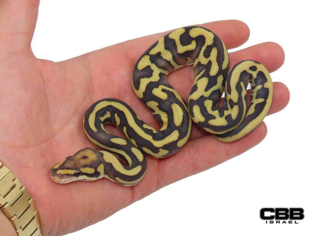 het Red Axanthic Leopard Lesser Desert Ghost het Clown 50% het Hypo 1.0 - SITC26020-06-M