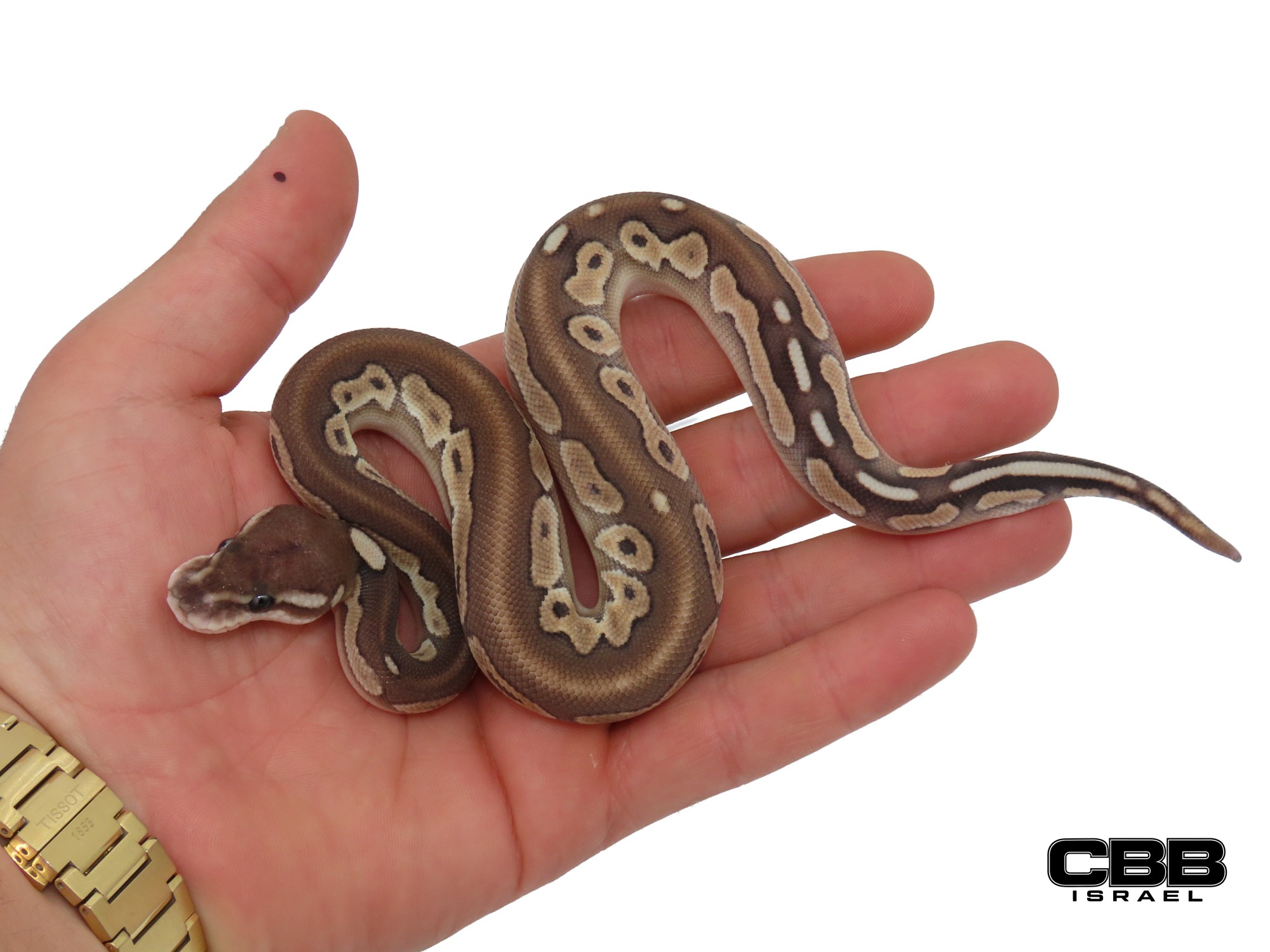 Black Pastel Lesser het Clown het Desert Ghost 50% het Hypo 1.0 - SITC26020-07-M