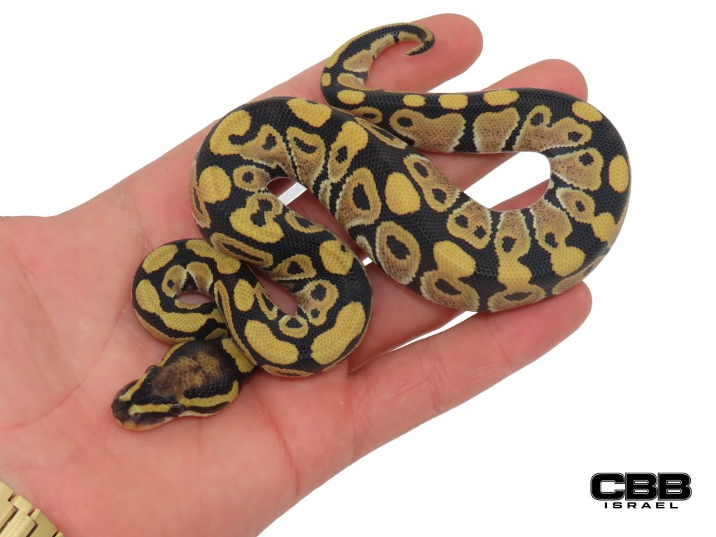 Desert Ghost 50% het Clown 50% het Hypo 1.0 - SITC26020-09-M