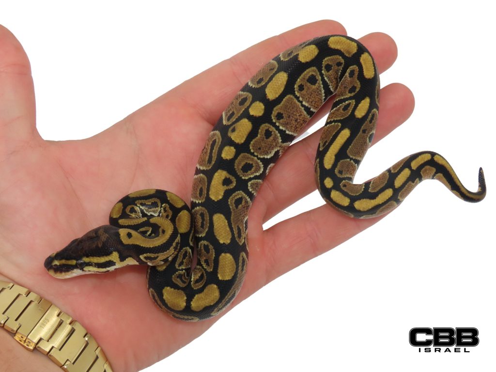 het Clown het Desert Ghost 50% het Hypo 0.1 - SITC26020-10-F