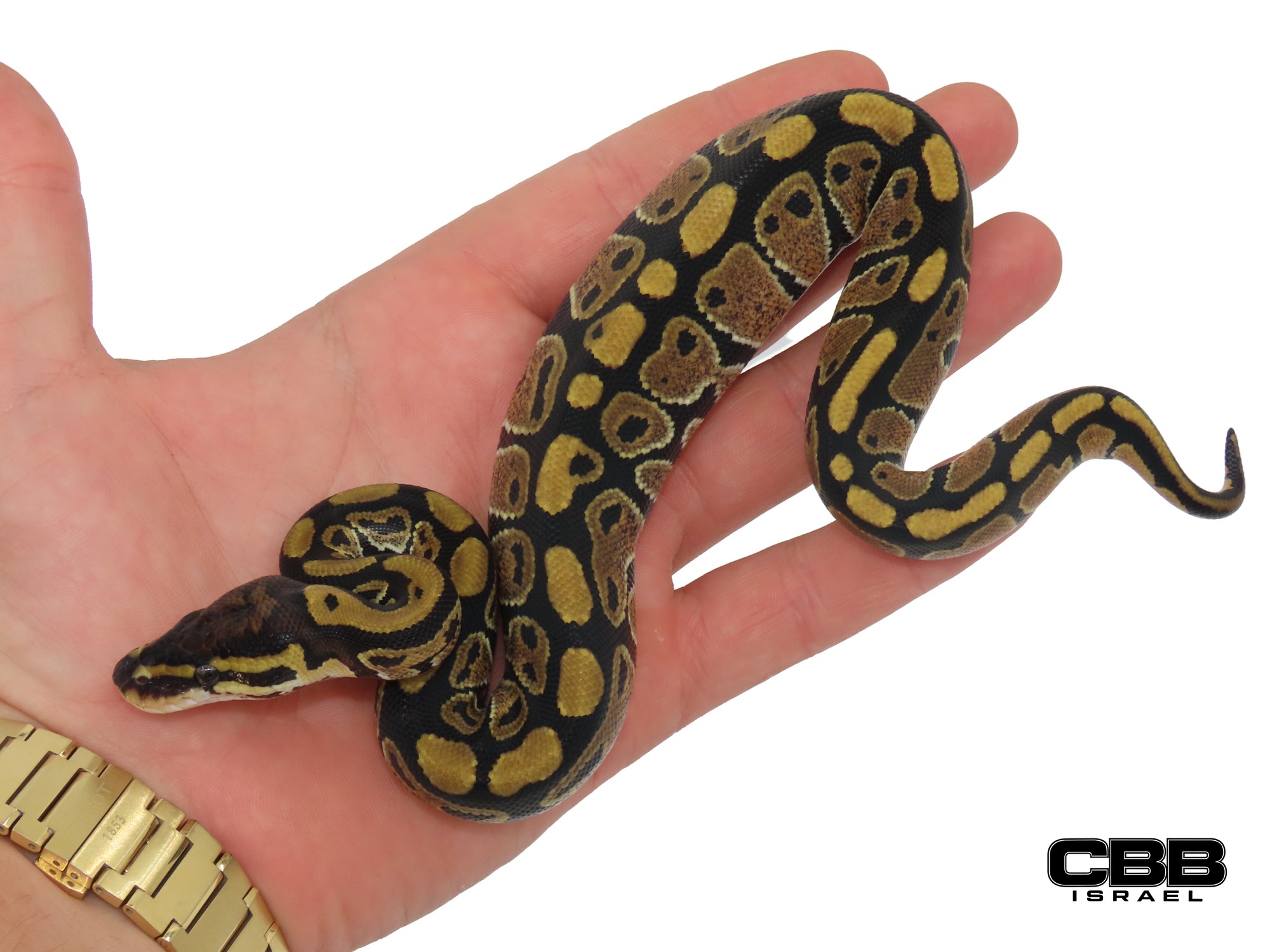 het Clown het Desert Ghost 50% het Hypo 0.1 - SITC26020-10-F