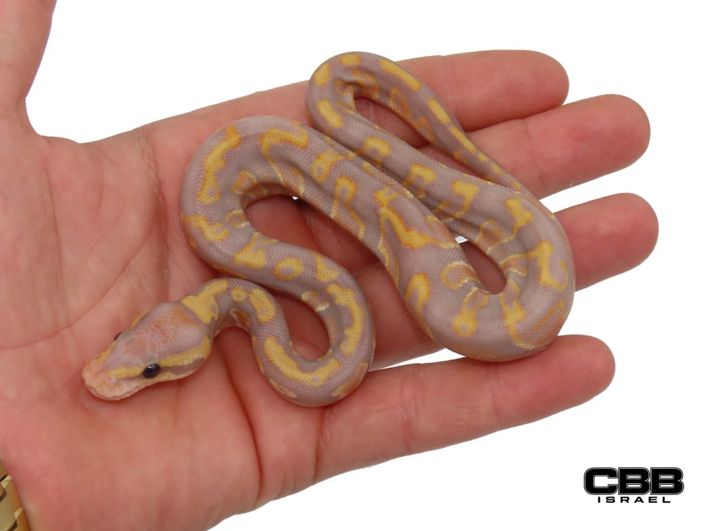 Chocolate Coral Glow GHI Hypo het Clown 1.0 - SITC26021-02-M